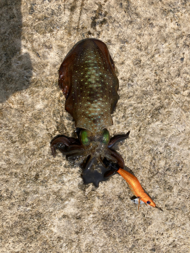 アオリイカの釣果