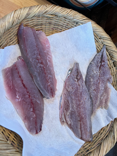 サバの釣果