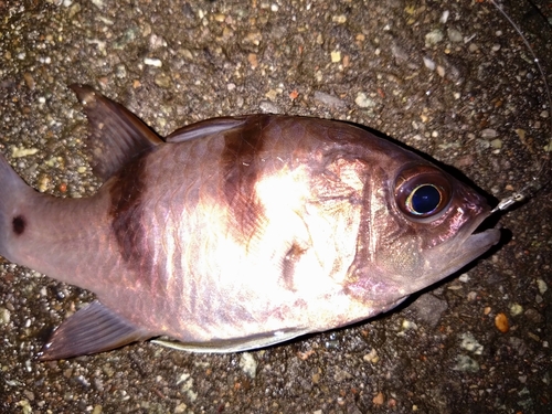 ネンブツダイの釣果