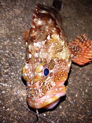 カサゴの釣果