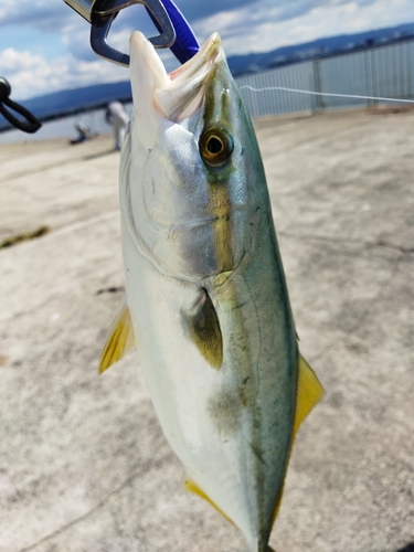 ハマチの釣果