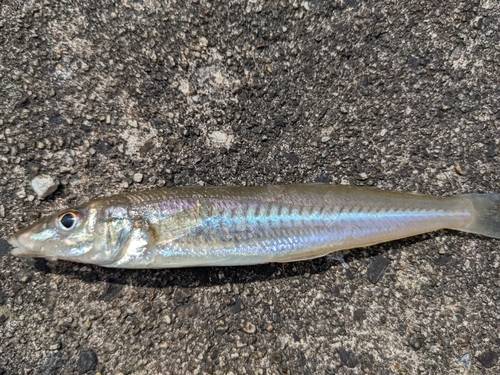 キスの釣果