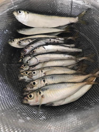 アジの釣果