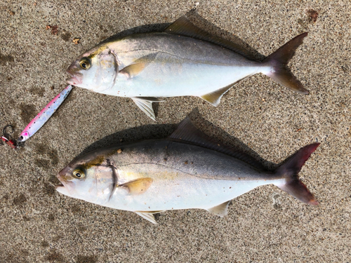 ショゴの釣果