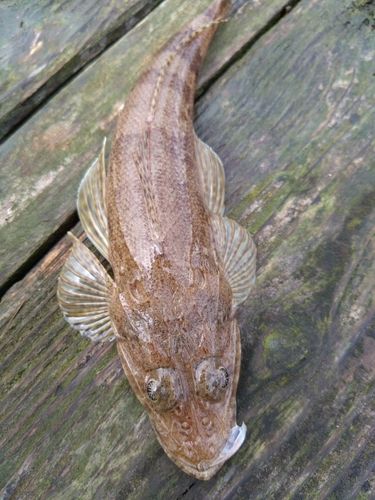 ワニゴチの釣果