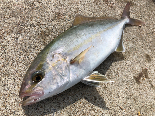 ショゴの釣果