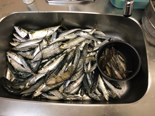 イワシの釣果