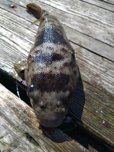 フグの釣果