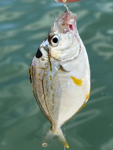 ヒイラギの釣果