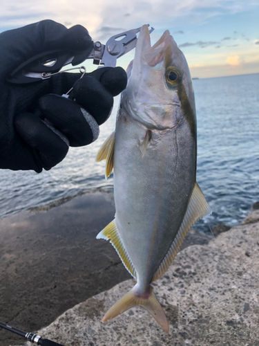 ネリゴの釣果