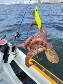 タコの釣果