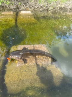 ナマズの釣果