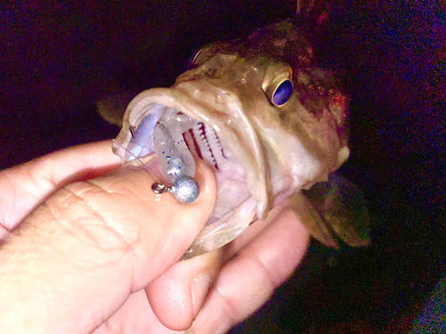 タケノコメバルの釣果