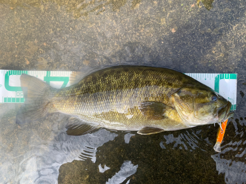 スモールマウスバスの釣果