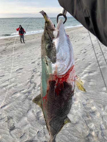 ブリの釣果