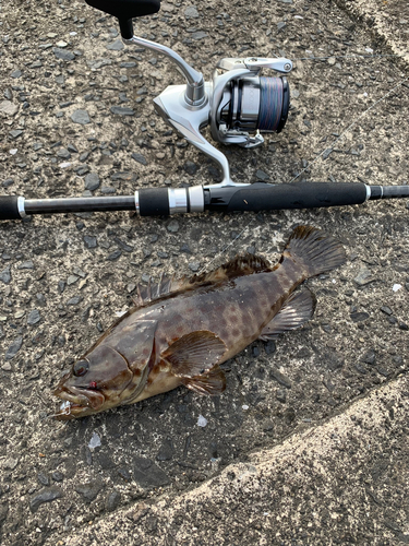 チャイロマルハタの釣果