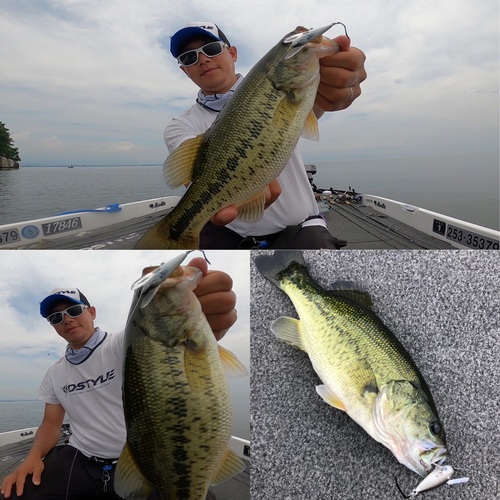 ブラックバスの釣果