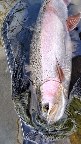 ニジマスの釣果