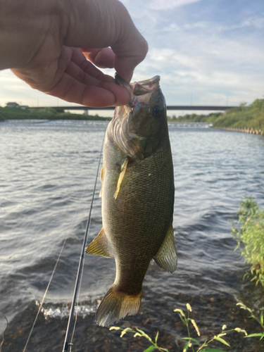 スモールマウスバスの釣果