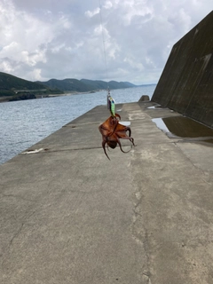 タコの釣果