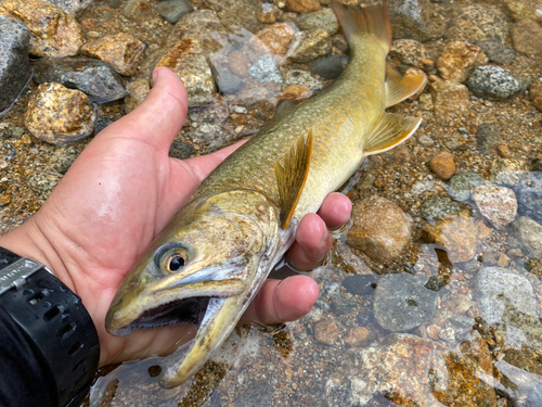 ニッコウイワナの釣果