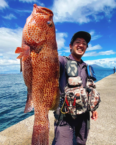 オオモンハタの釣果