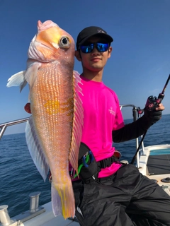 アマダイの釣果