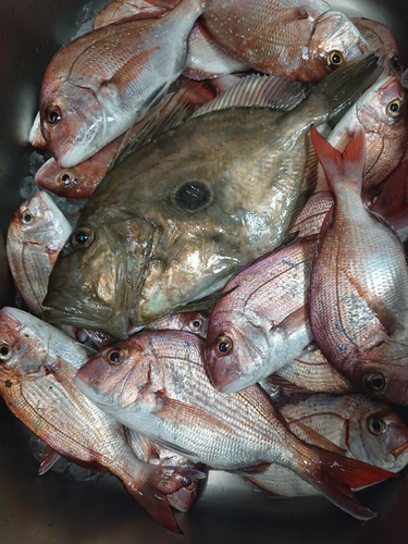 マトウダイの釣果