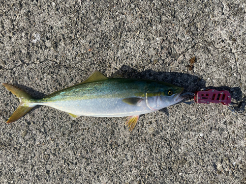 ツバスの釣果