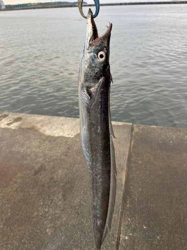 タチウオの釣果