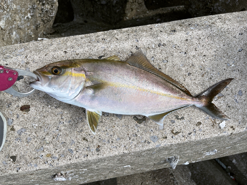 ネリゴの釣果