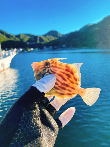 カワハギの釣果