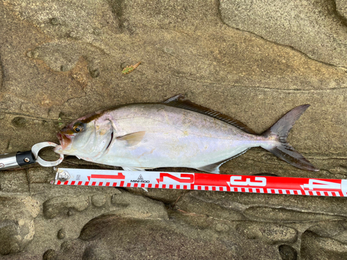 ショゴの釣果