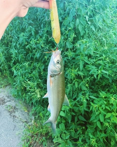 ウグイの釣果