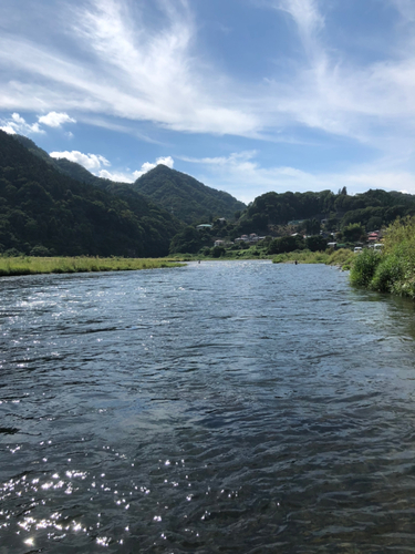 アユの釣果