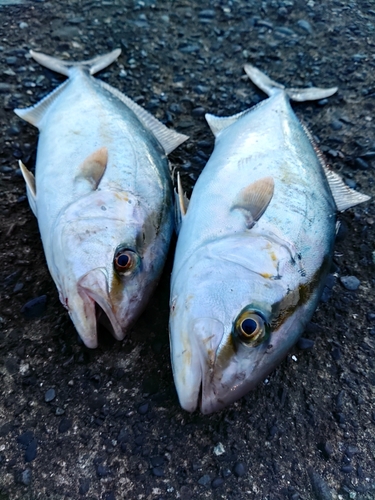 ショゴの釣果