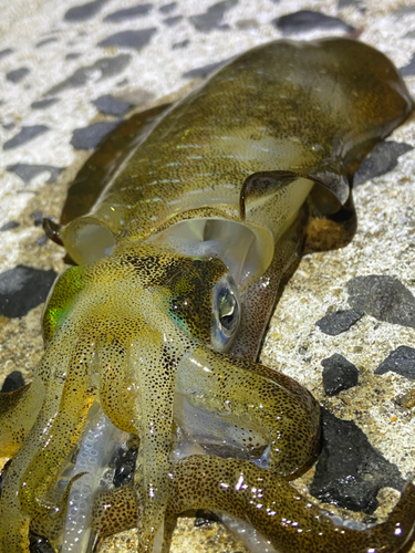 アオリイカの釣果