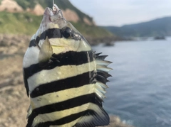 サンバソウの釣果