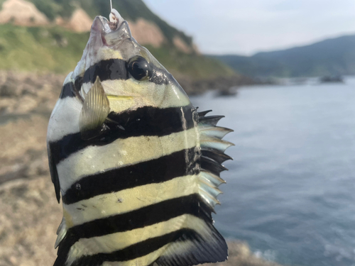 サンバソウの釣果