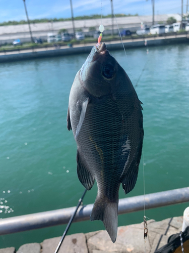 メジナの釣果