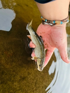 ウグイの釣果