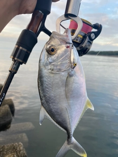 メッキの釣果