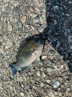 メジナの釣果