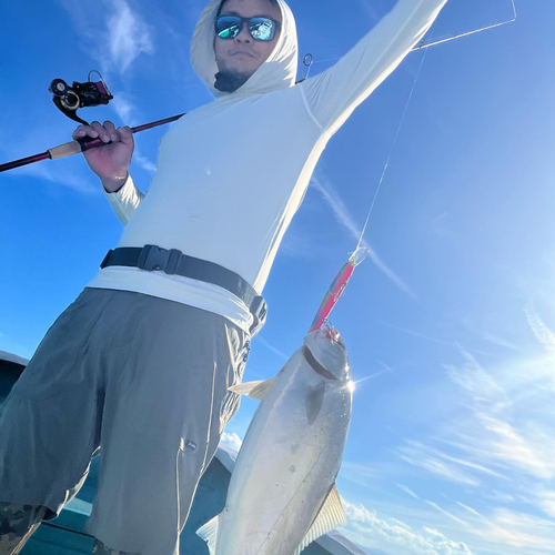 ツバスの釣果