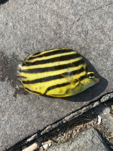 カゴカキダイの釣果