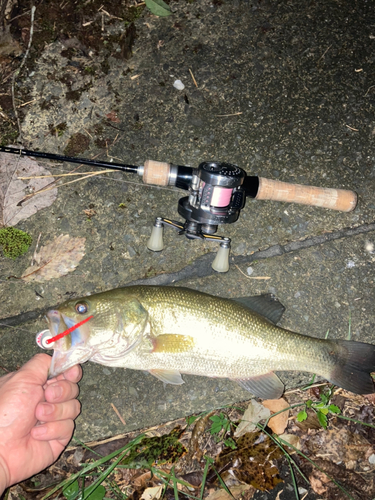 ブラックバスの釣果