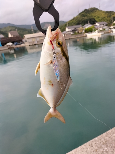 カンパチの釣果