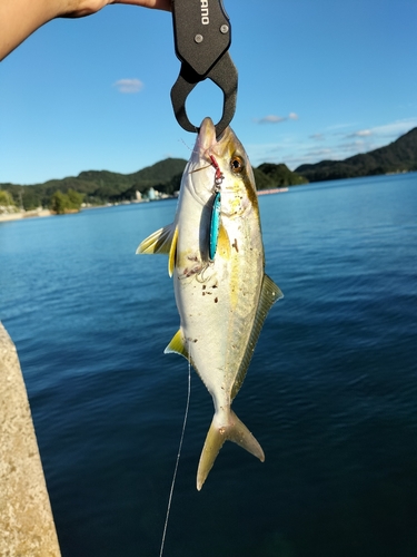 カンパチの釣果