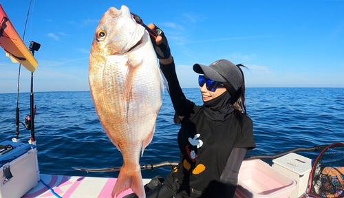 マダイの釣果