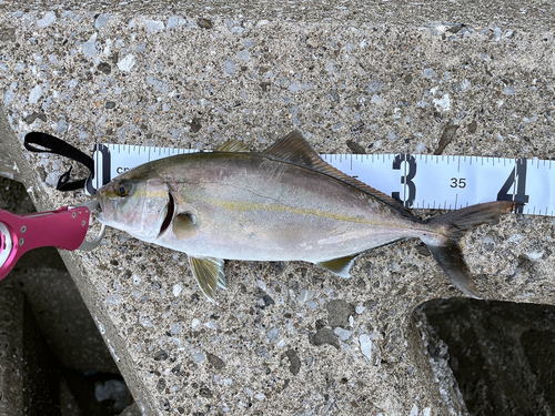 ネリゴの釣果